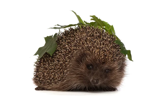 Hedgehog — Stock Photo, Image