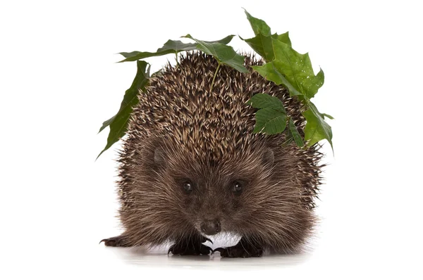 Hedgehog — Stock Photo, Image