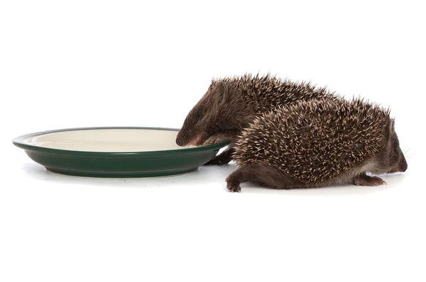 Zwei Igel — Stockfoto