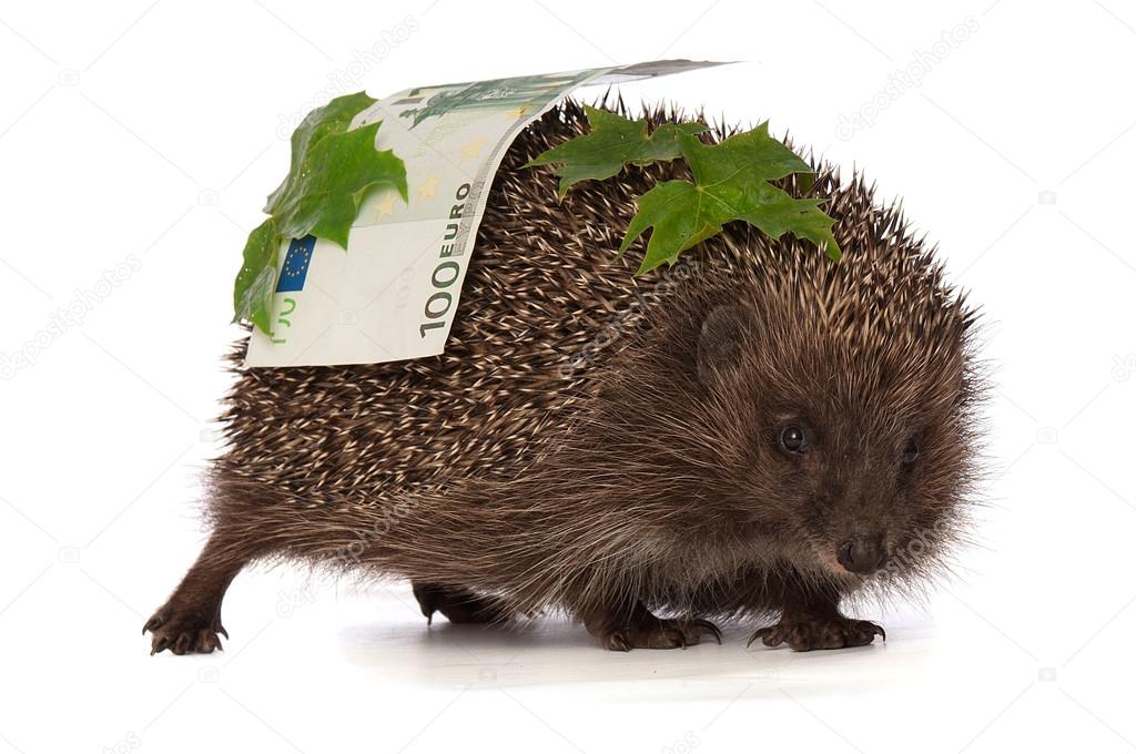 Hedgehog with euro profit