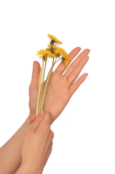 Yellow dandelions — Stock Photo, Image