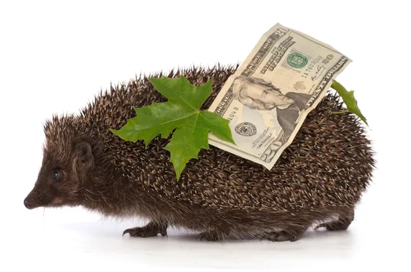 Hedgehog with dollars profit — Stock Photo, Image