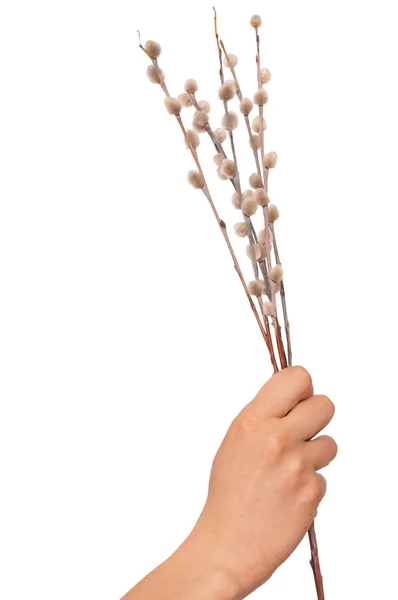 Pussy willow — Stock Photo, Image