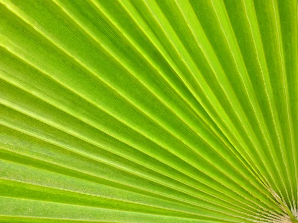 Palm leaf — стокове фото