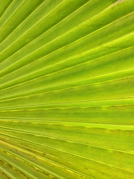 Palm leaf — стокове фото