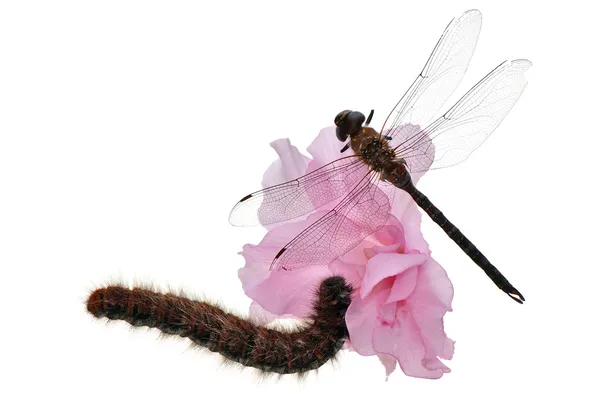 Dragonfly en caterpillar — Stockfoto