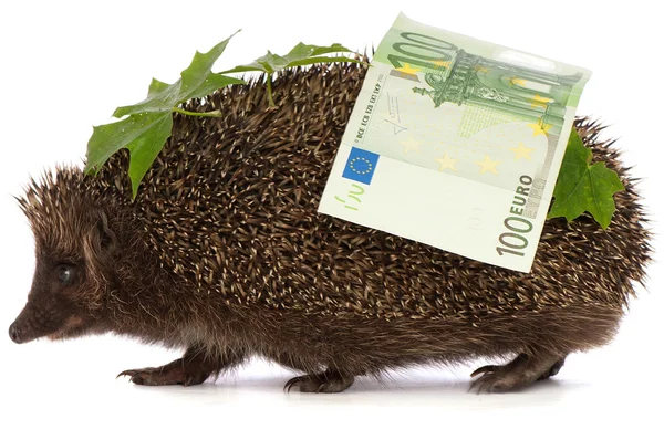 Hedgehog with euro profit — Stock Photo, Image