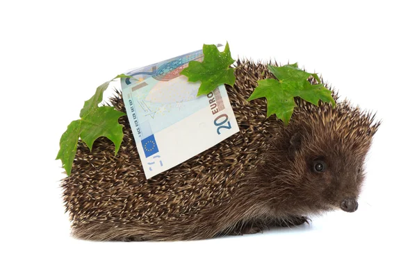 Hedgehog with dollars profit — Stock Photo, Image