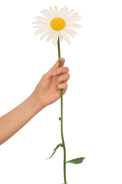 Big white daisy — Stock Photo, Image