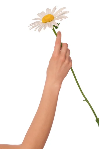 Big white daisy — Stock Photo, Image