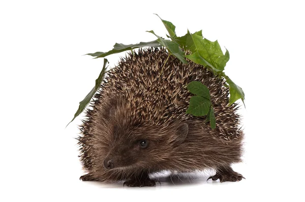 Hedgehog with green leafs — Stock Photo, Image