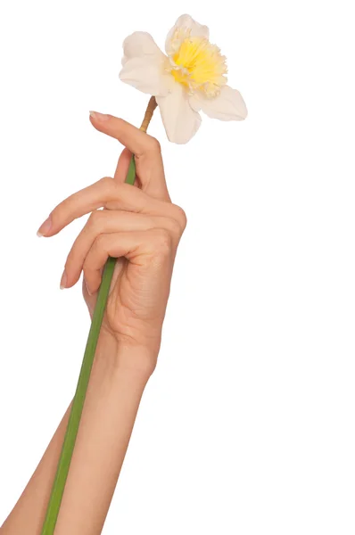 Narcisse blanche — Photo