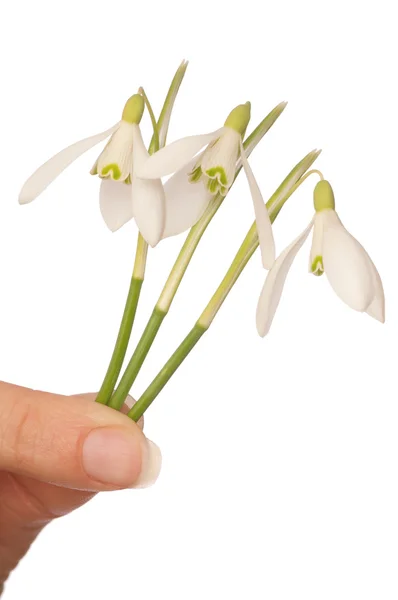 Snowdrops — Stock Photo, Image