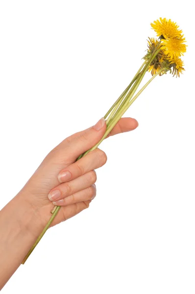 Dientes de león amarillo —  Fotos de Stock