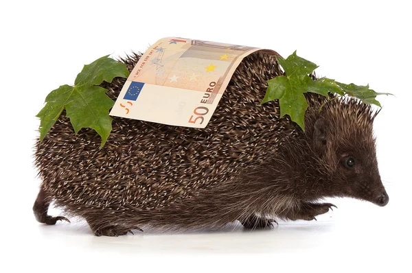 Hedgehog with euro profit — Stock Photo, Image