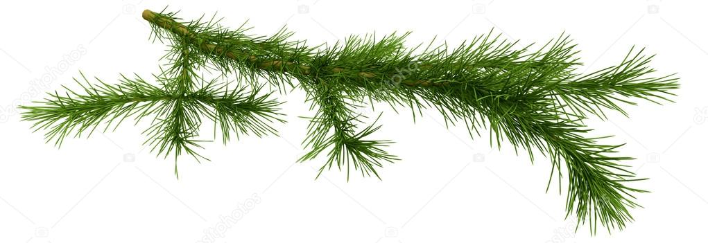 Christmas tree fir branch over white