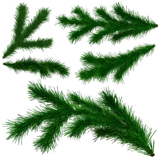 Set of Christmas tree fir branches — Stock Photo, Image