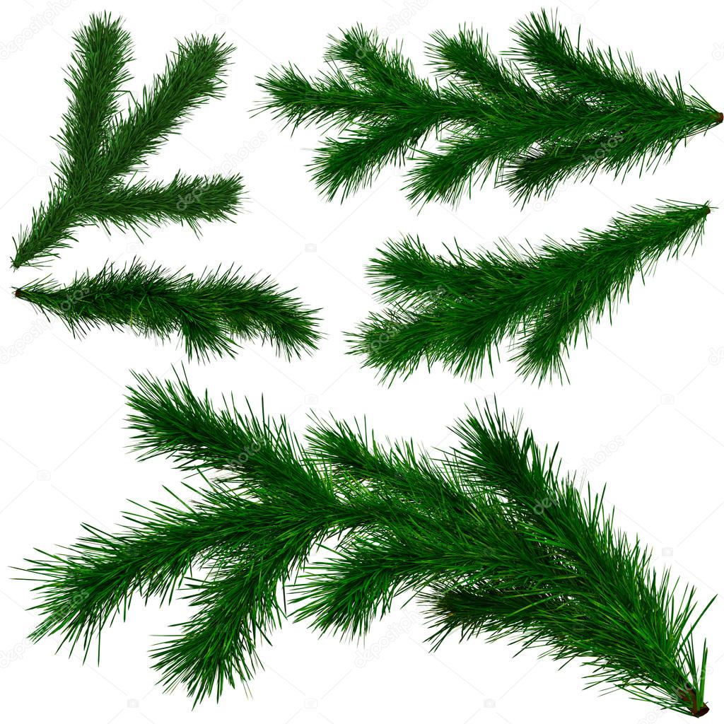 Set of Christmas tree fir branches