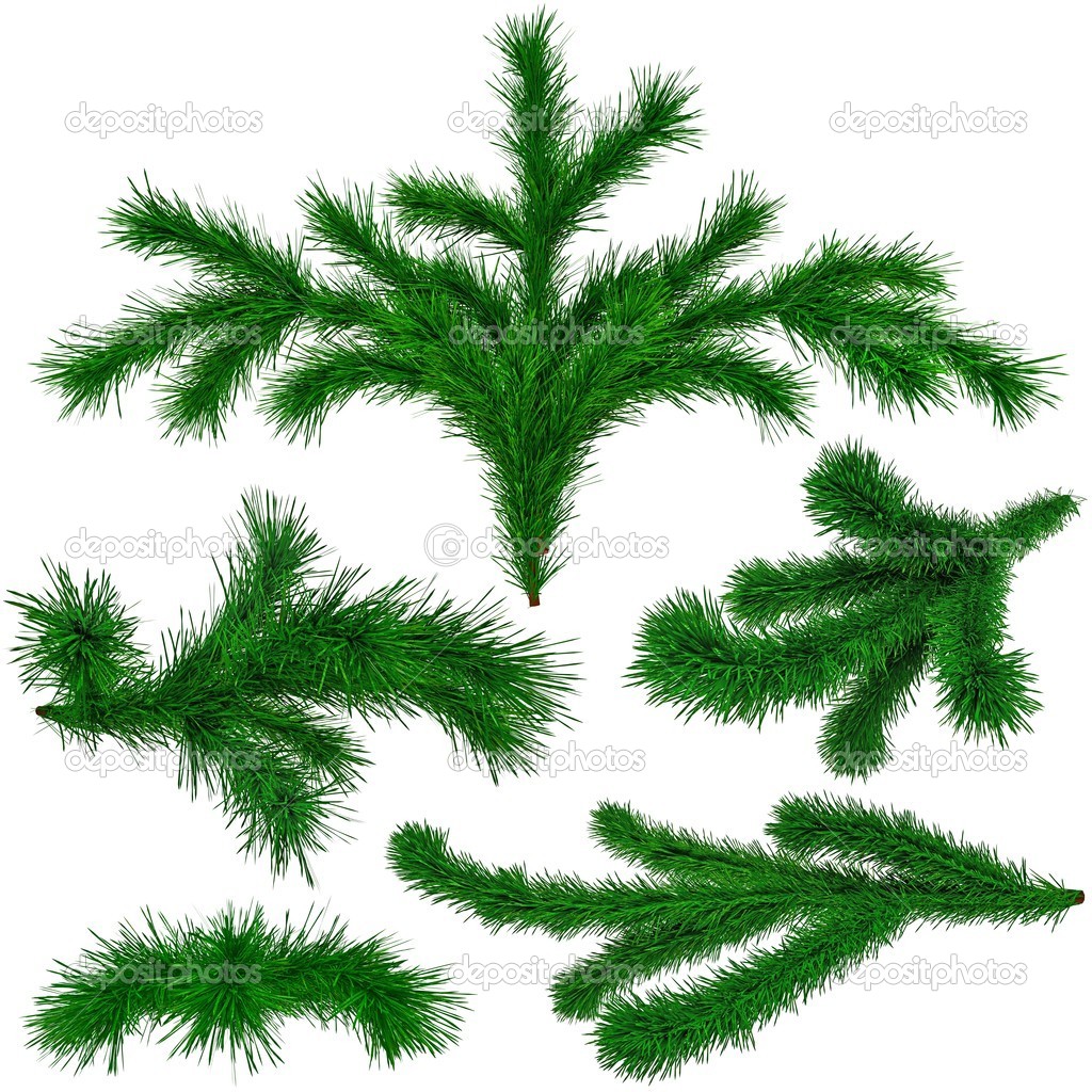 Set of Christmas green fir-tree branches