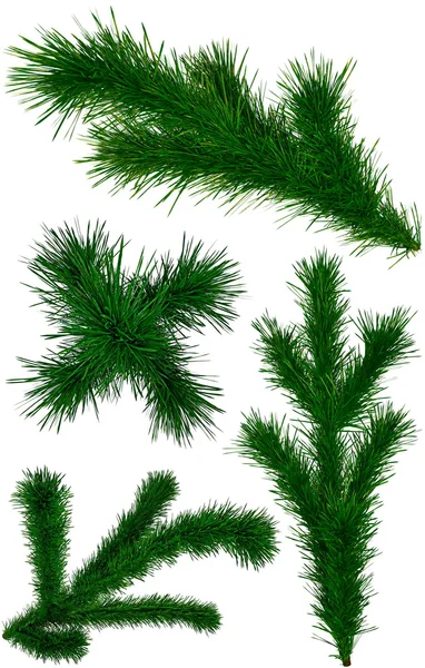 Set of Christmas green fir-tree branches — Stock Photo, Image