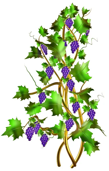 Arbusto com uvas frescas e folhas para vinificação . — Fotografia de Stock
