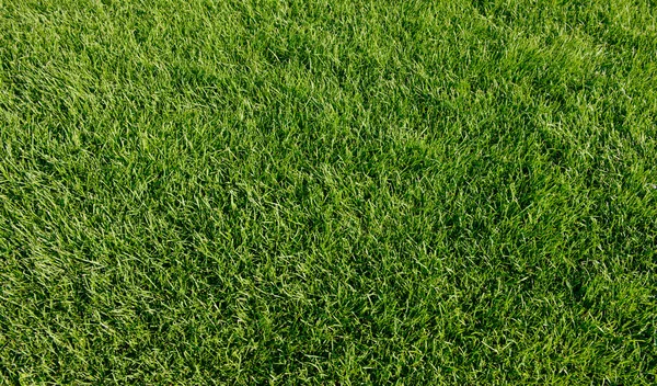 Green grass — Stock Photo, Image