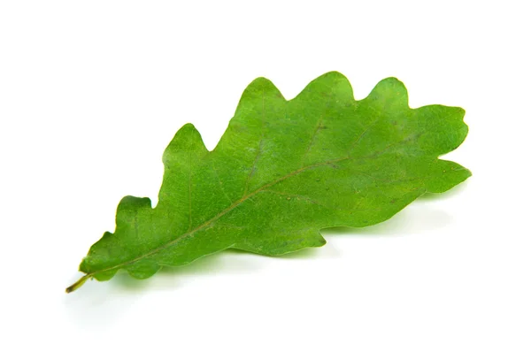 Hoja de roble — Foto de Stock