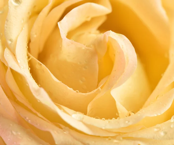 Tellow τριαντάφυλλο μπουμπούκι μακροεντολή — Φωτογραφία Αρχείου