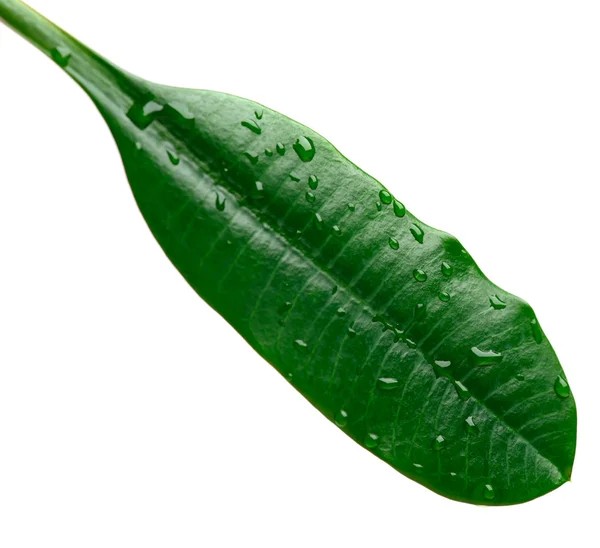 Green leaf with water drops macro — Stock Photo, Image