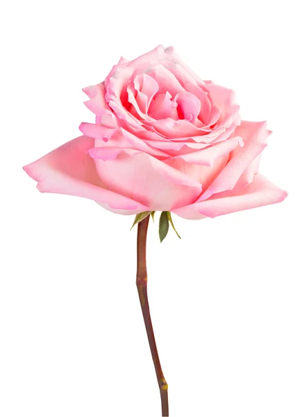 Pink rose — Stock Photo, Image