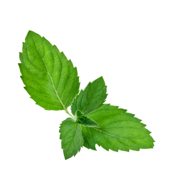 Yeşil nane yaprağı