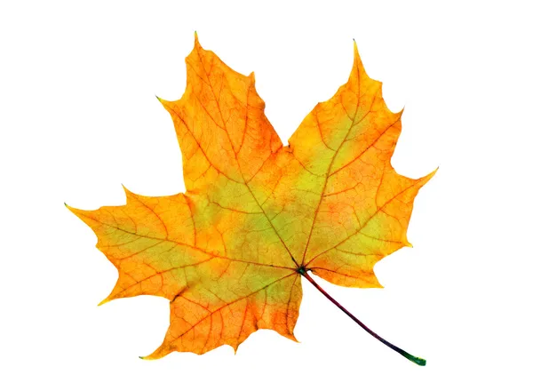 Maple leaf — Stock Photo, Image