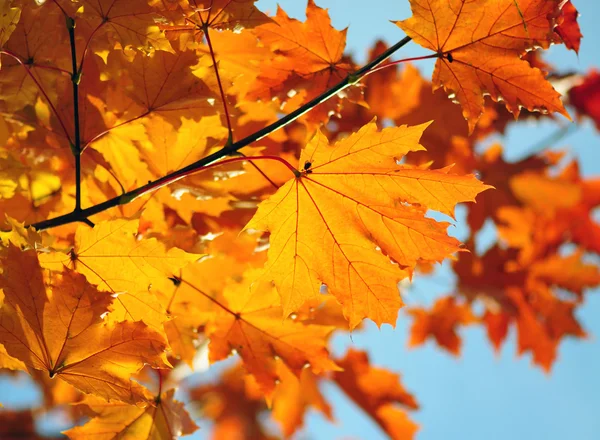 Maple leaves — Stock Photo, Image