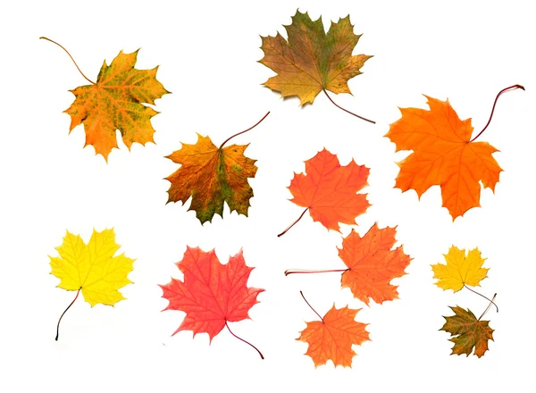 Maple leaves — Stock Photo, Image