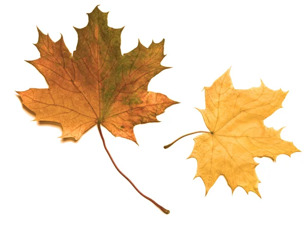 Maple leaves — Stock Photo, Image