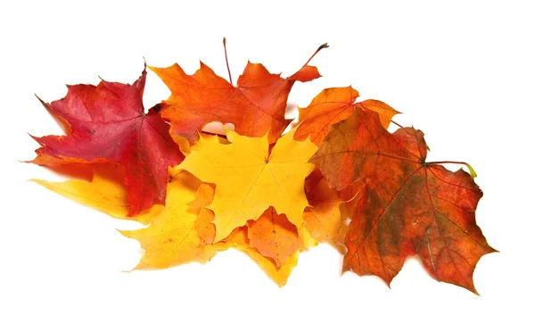 Many maple fall colored leaves — Stock Photo, Image