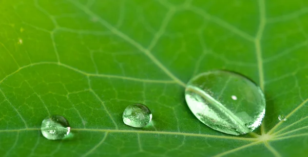 Gotas de água na folha — Fotografia de Stock