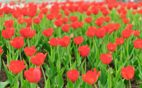 Mange tulipaner - Stock-foto