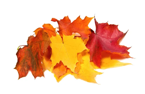 Maple fall colored leaves — Stock Photo, Image