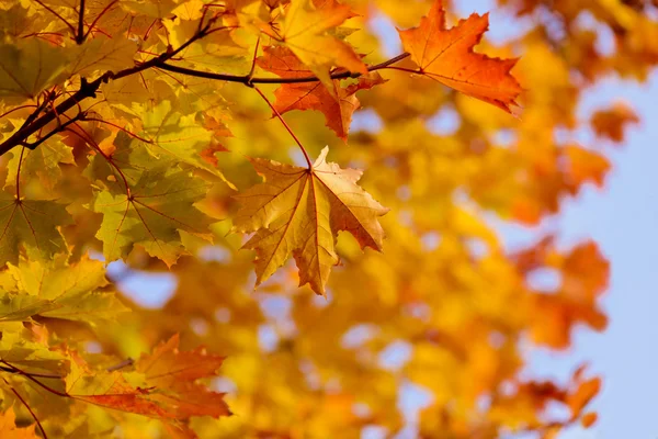 Осенние кленовые листья на ветке — стоковое фото