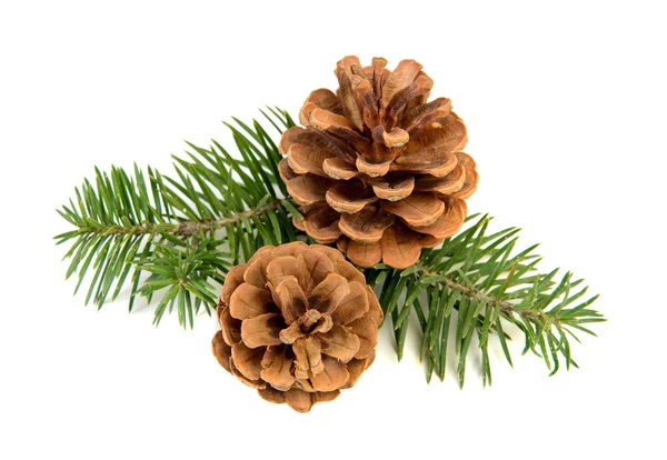 Pine cones Royalty Free Stock Images