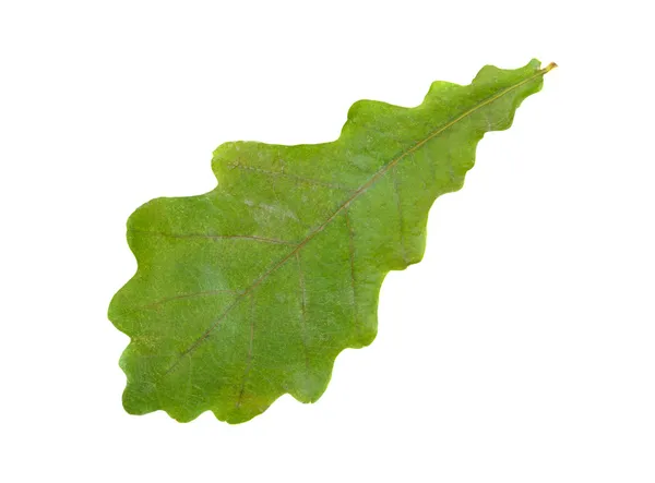 Hoja de roble — Foto de Stock