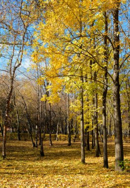 Sonbahar Parkı