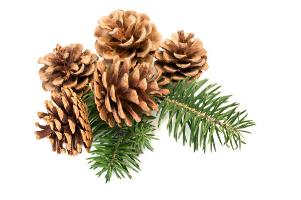 Pine cones on branch