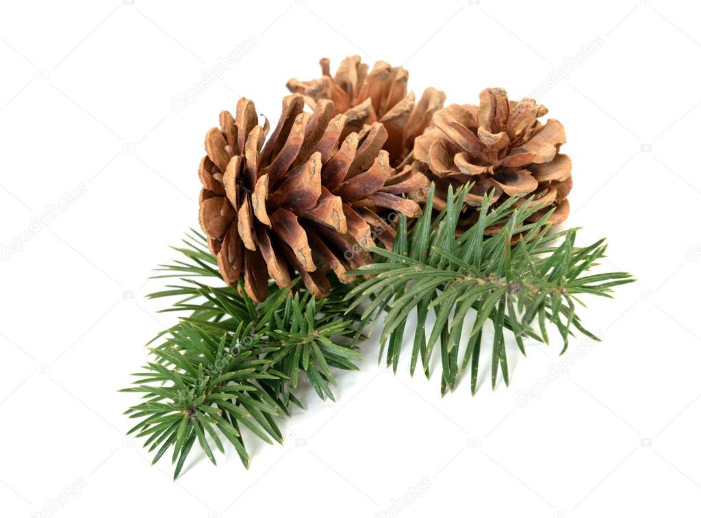 Pine cones on branch