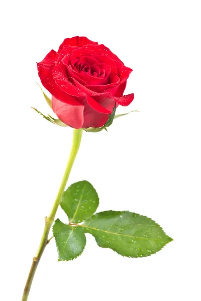 Rose geïsoleerd — Stockfoto