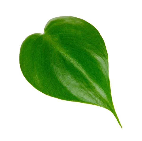 Одиночный зелёный лист — стоковое фото