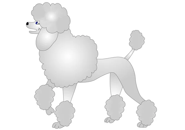 Ilustração poodle agradável —  Vetores de Stock