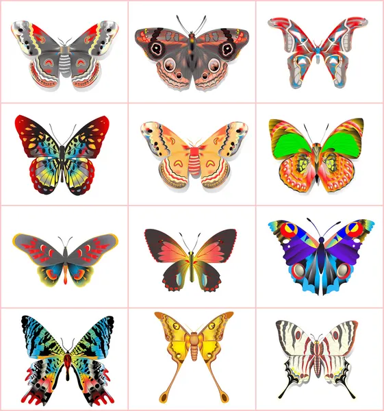 Establecer mariposas de insectos sobre un fondo blanco — Archivo Imágenes Vectoriales