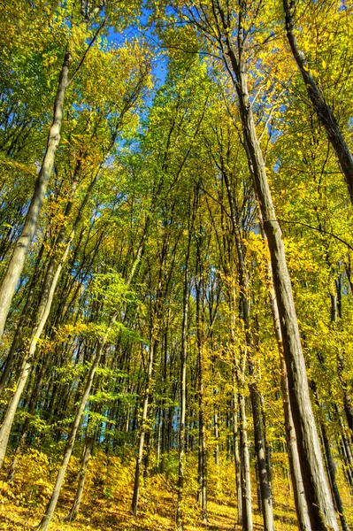 Fantastiska grove omfattas av höstens matta. — Stockfoto